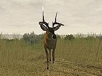 Tela de Deer Hunter: The 2005 Season