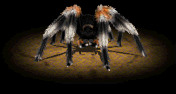 Virtual Creatures Red Knee Tarantula