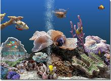 Tela de Marine Aquarium 3
